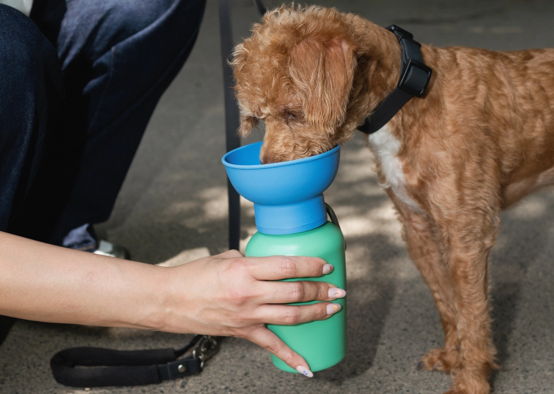 Les indispensables pour chien en voyage