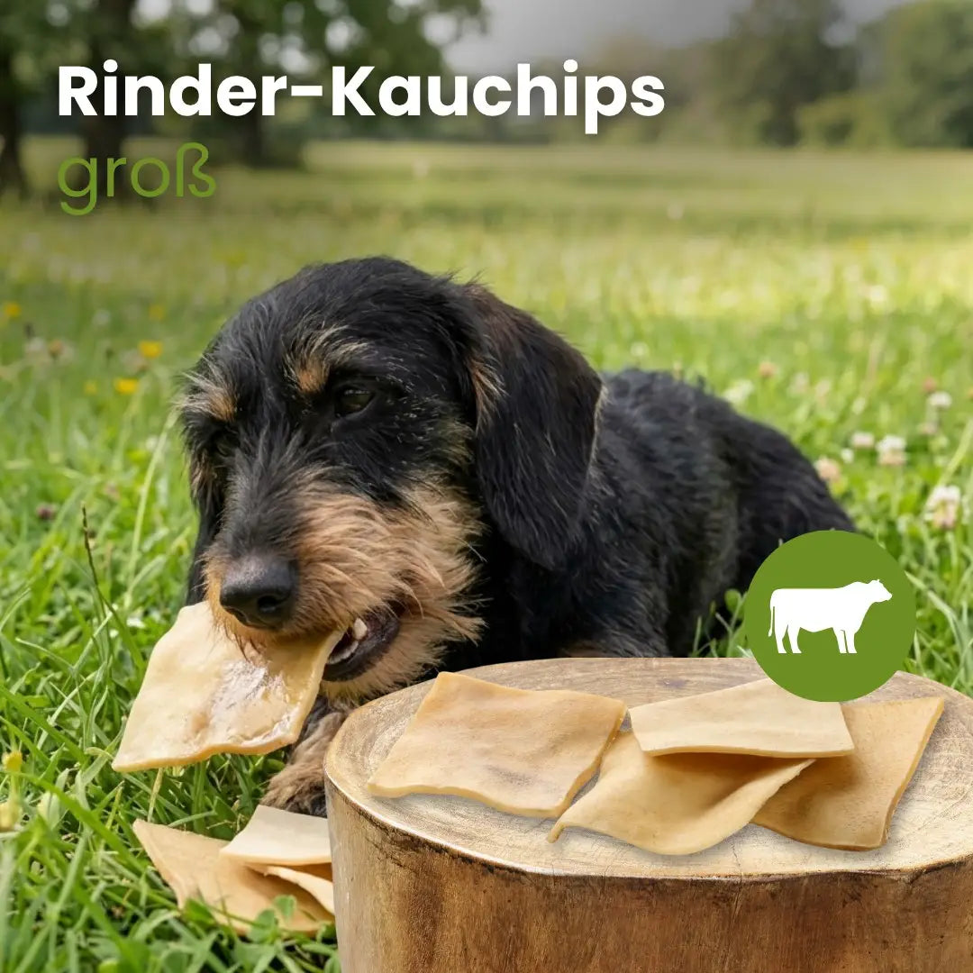 Teckel à poil dur qui croque une chips de bœuf dans l'herbe