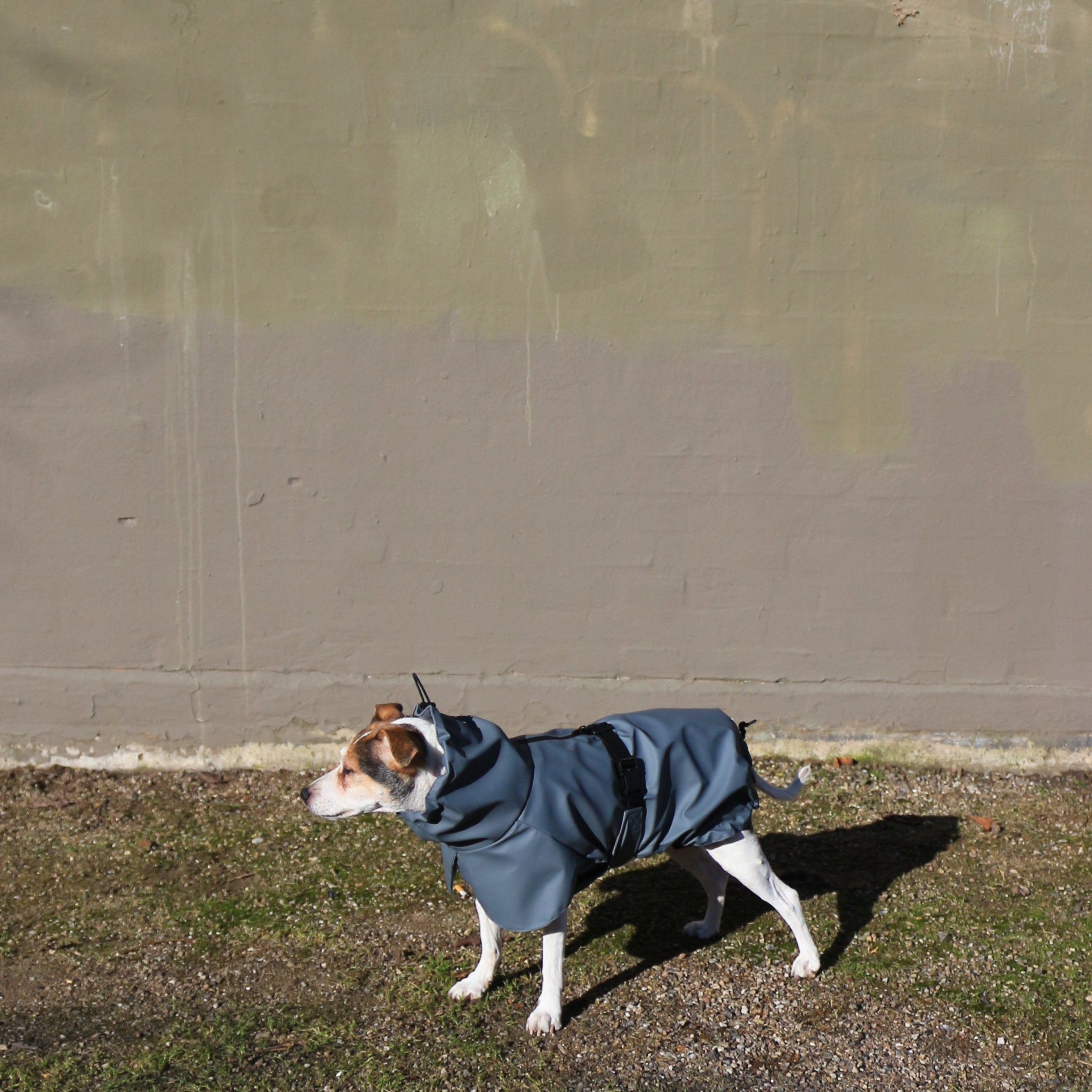 Imperméable pour chien bleu nordique Tadazhi, vue 2