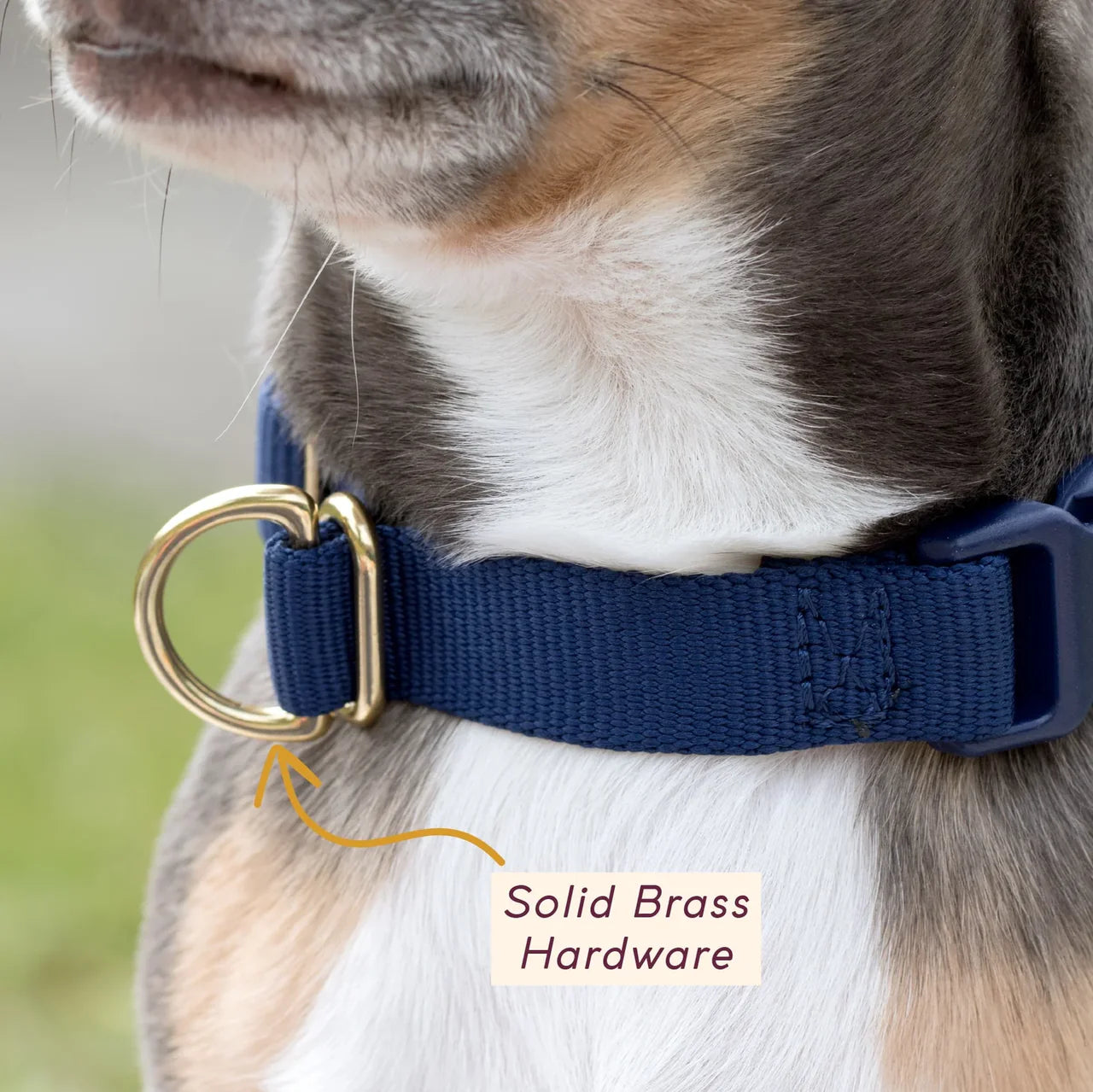 Collier pour chien - Mocha