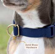 Collier pour chien - Mocha