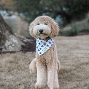 Bandana pour chien - Coeur Bleu