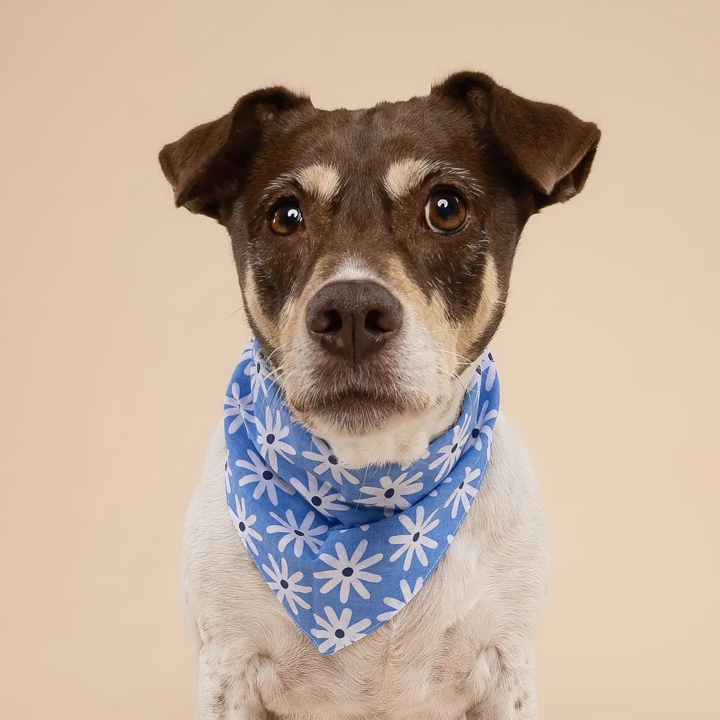 Bandana pour chien - Fleurs bleues