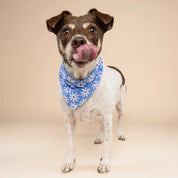 Bandana pour chien - Fleurs bleues