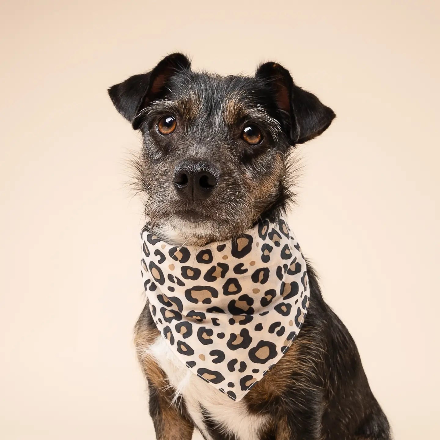 Bandanapourchien-Panthere2.webp