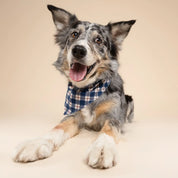 Bandana pour chien - Tartan bleu