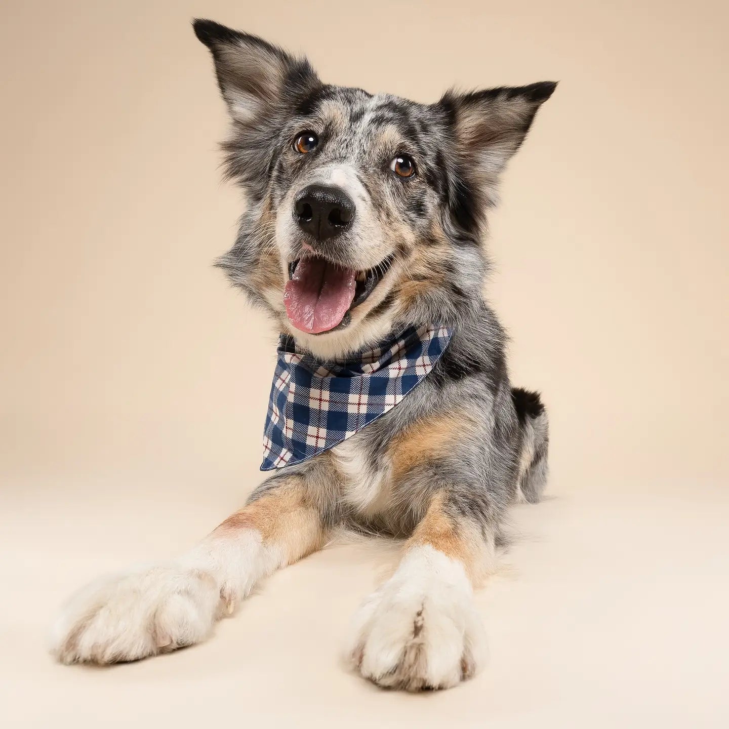 Bandanapourchien-Tartanbleu3.webp