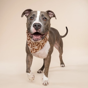 Bandana pour chien - Cowboy