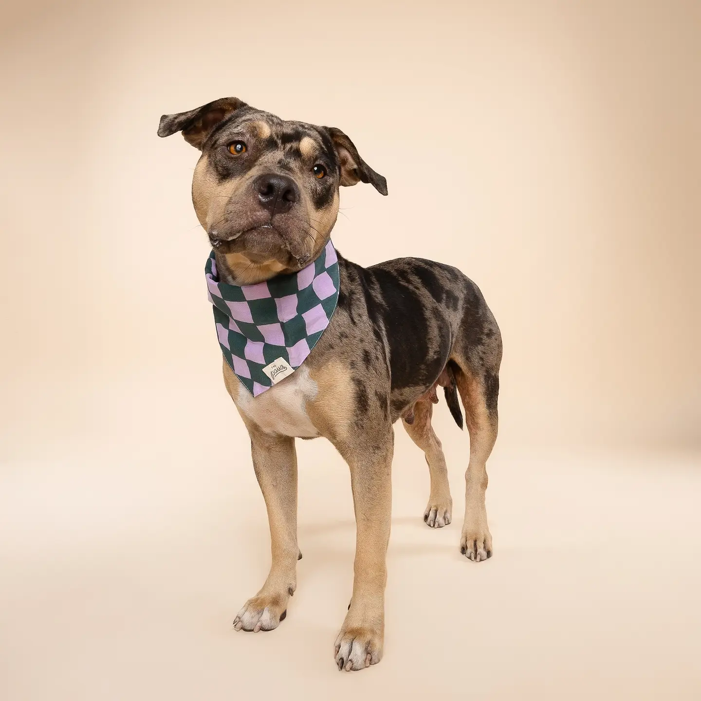 Bandana pour chien - Damier Brooklyn