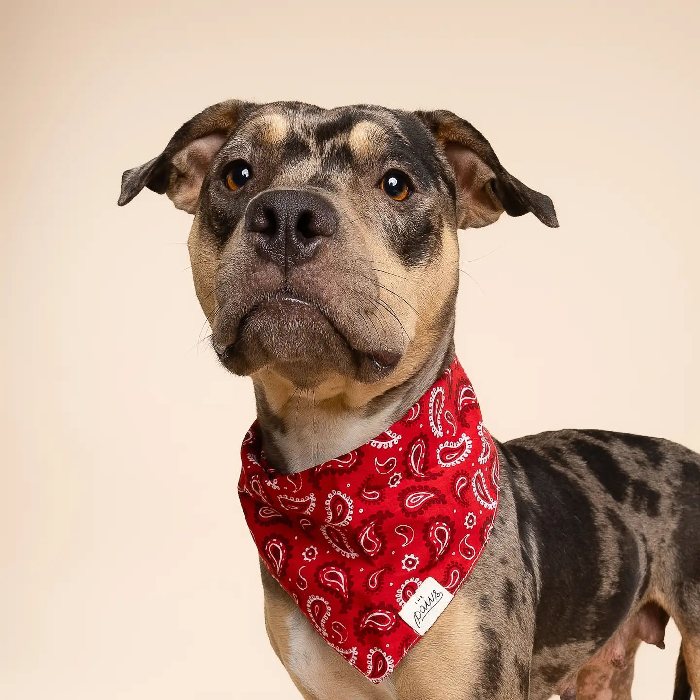 Bandana pour chien - Dallas