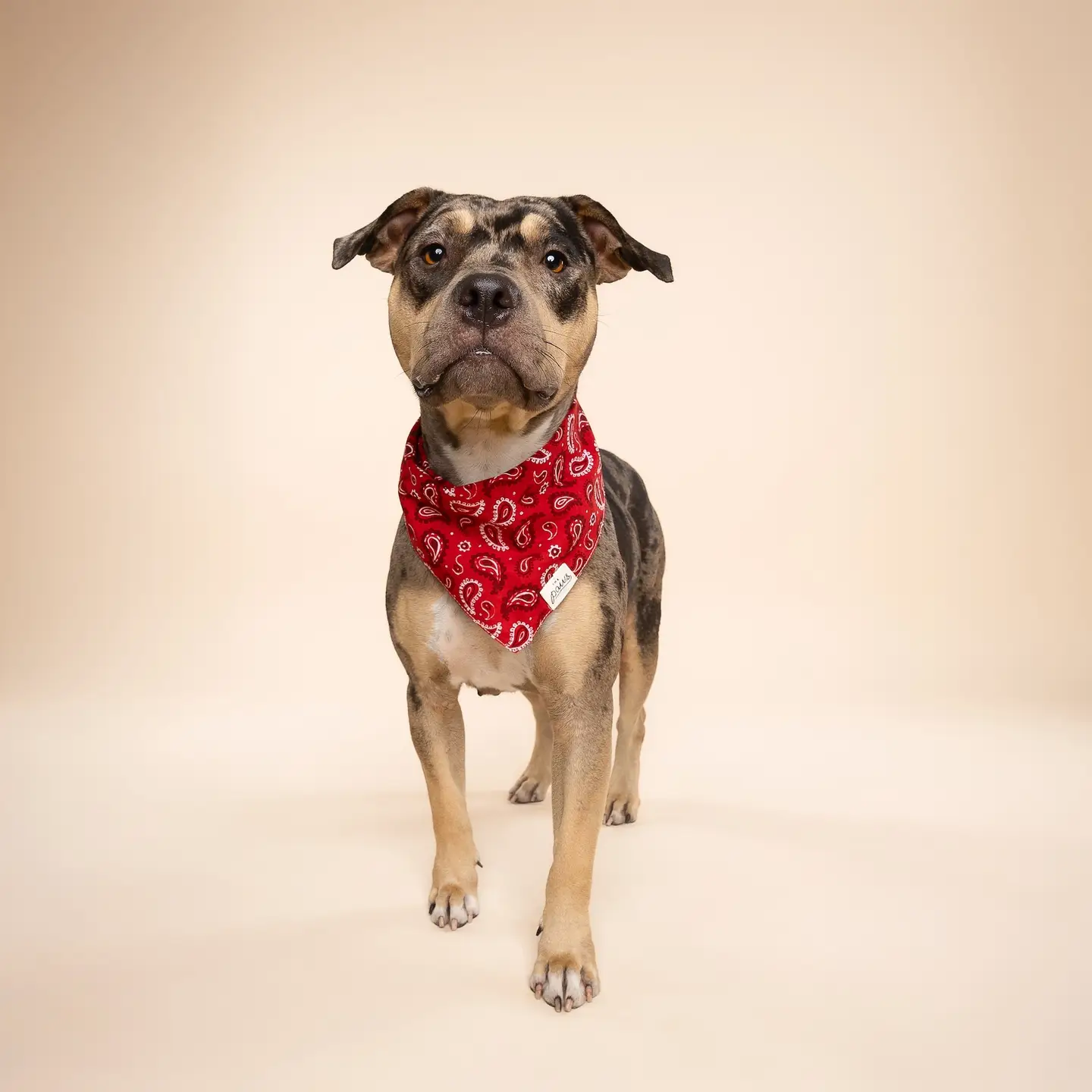 Bandana pour chien - Dallas