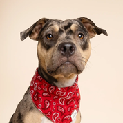 Bandana pour chien - Dallas