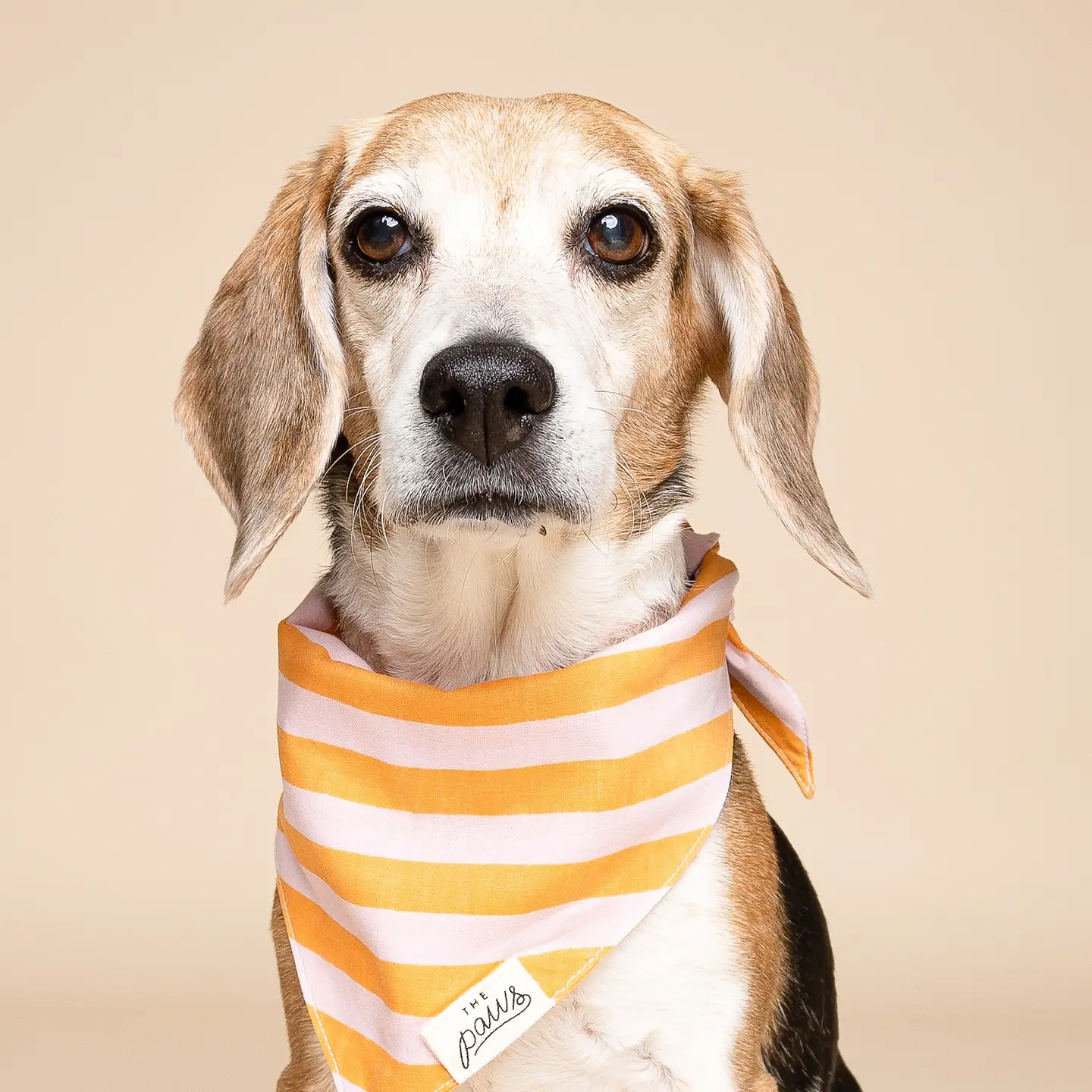 Bandana pour chien - Sorbet