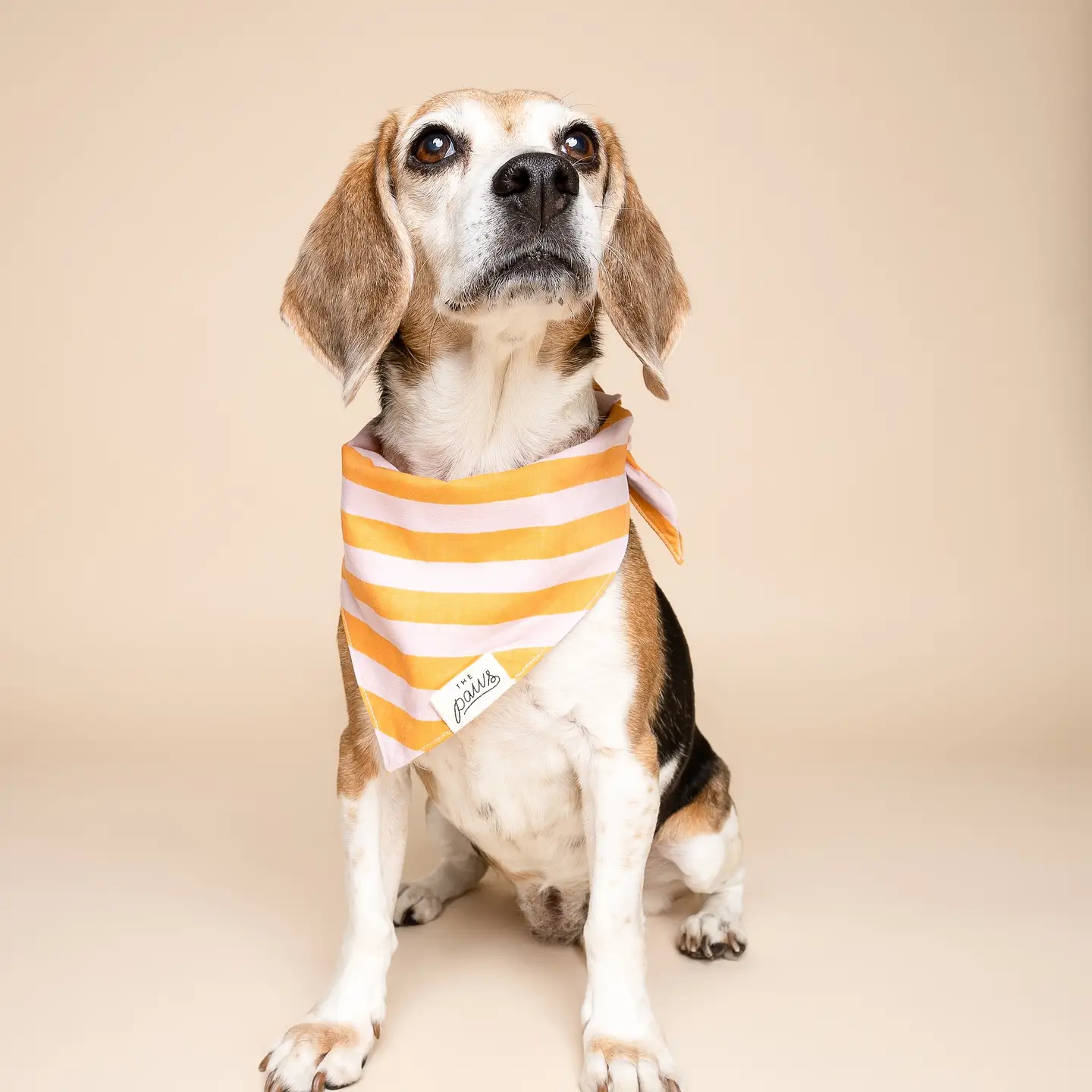 Bandana pour chien - Sorbet
