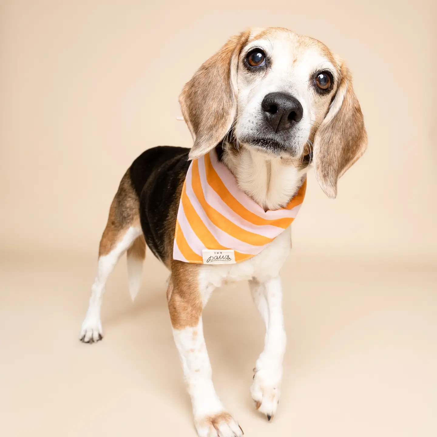 Bandana pour chien - Sorbet