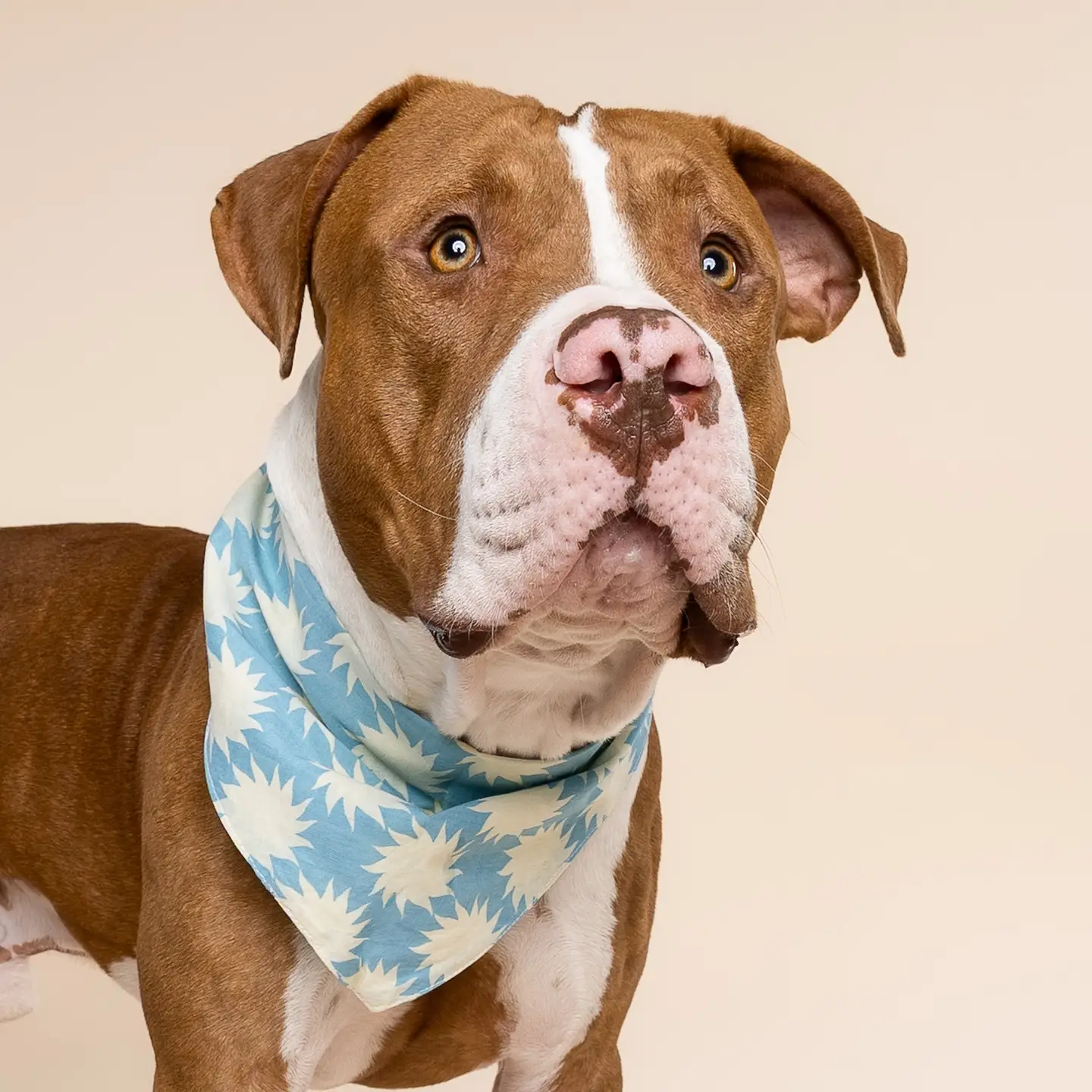 Bandana pour chien - Sun