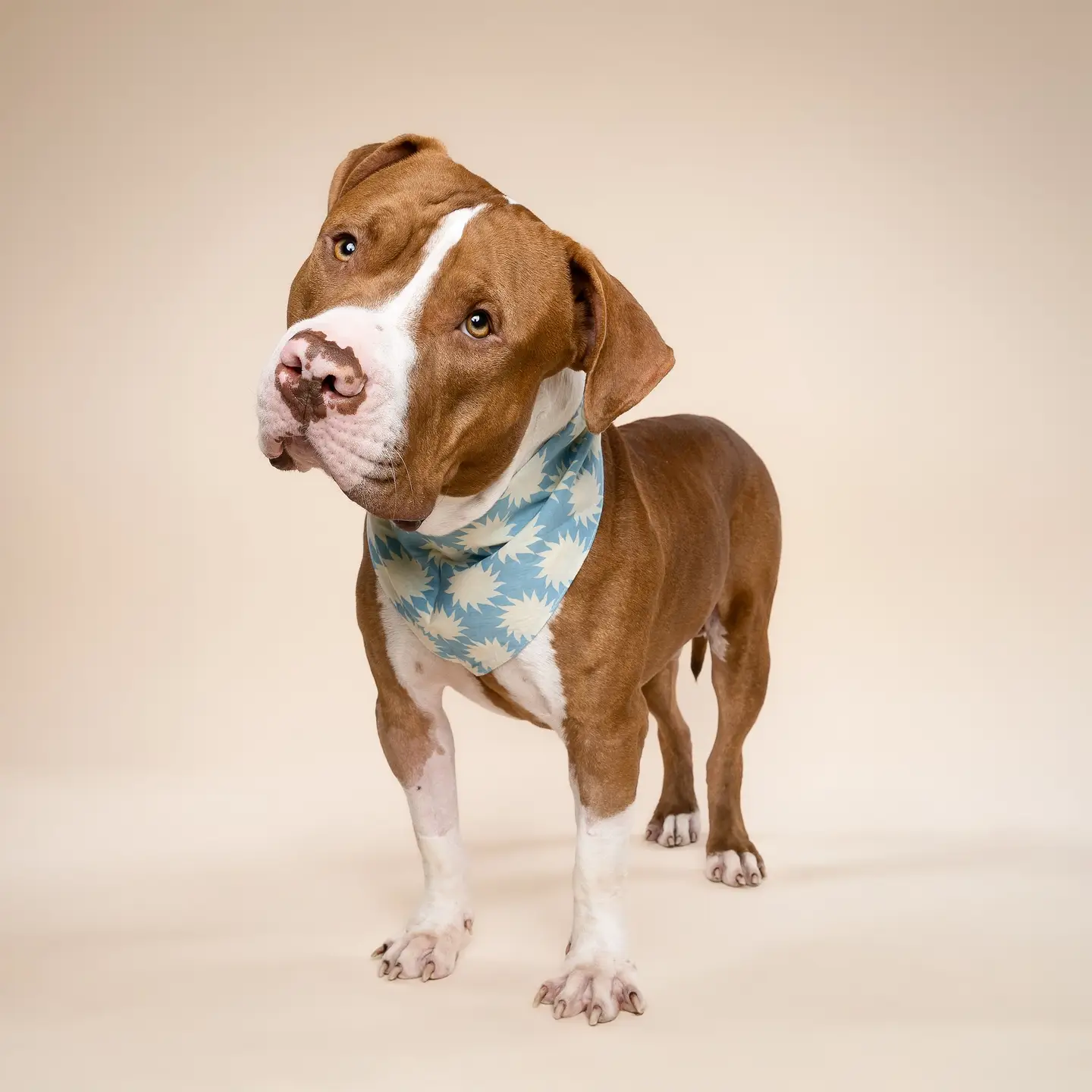 Bandana pour chien - Sun