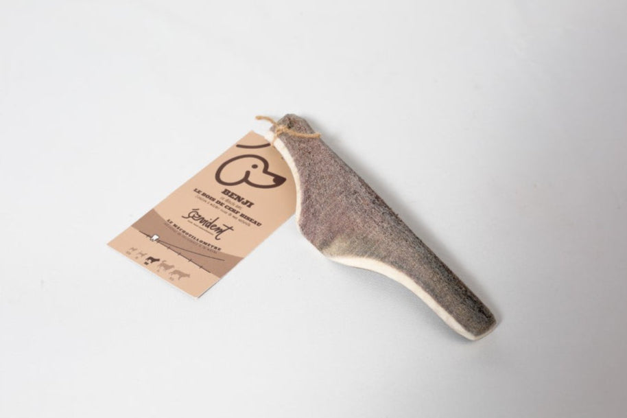 Bois de cerf biseau - Mastication naturelle