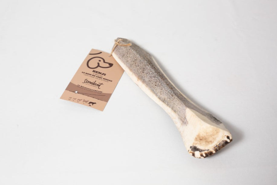 Bois de cerf biseau - Mastication naturelle