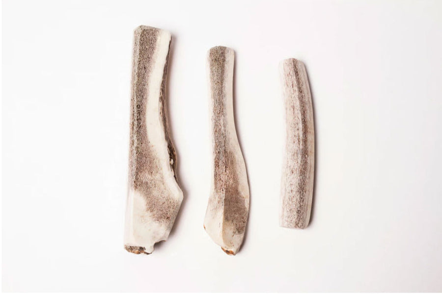 Bois de cerf biseau - Mastication naturelle