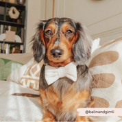 Noeud papillon en tweed - Beige