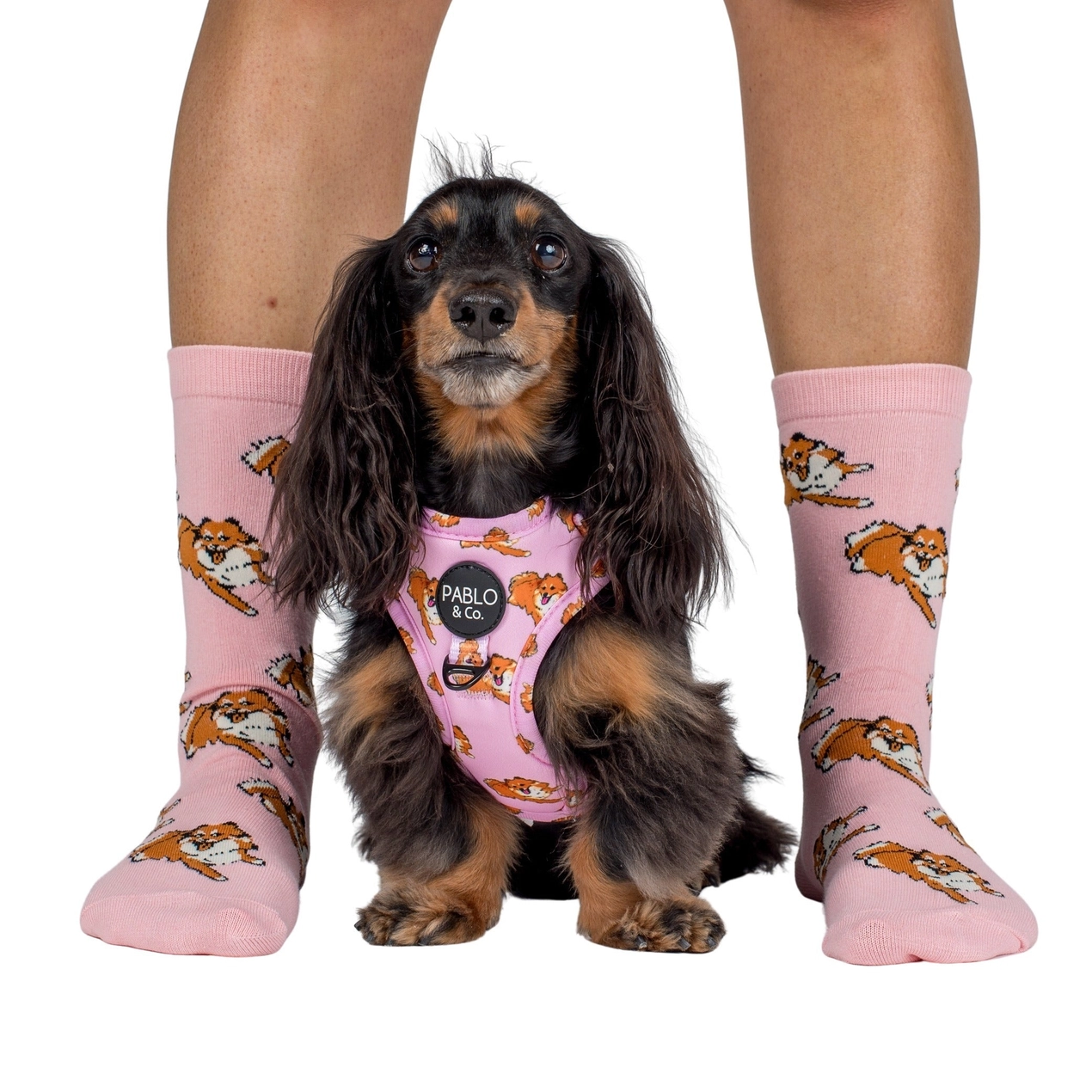 Chaussettes_loulou_de_pomeranie_-_Pablo_Co.png