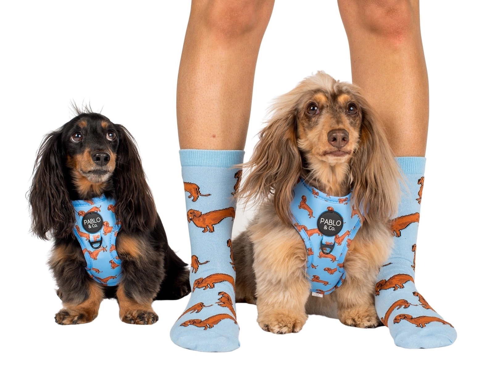 Chaussettes Dog Race - Teckels