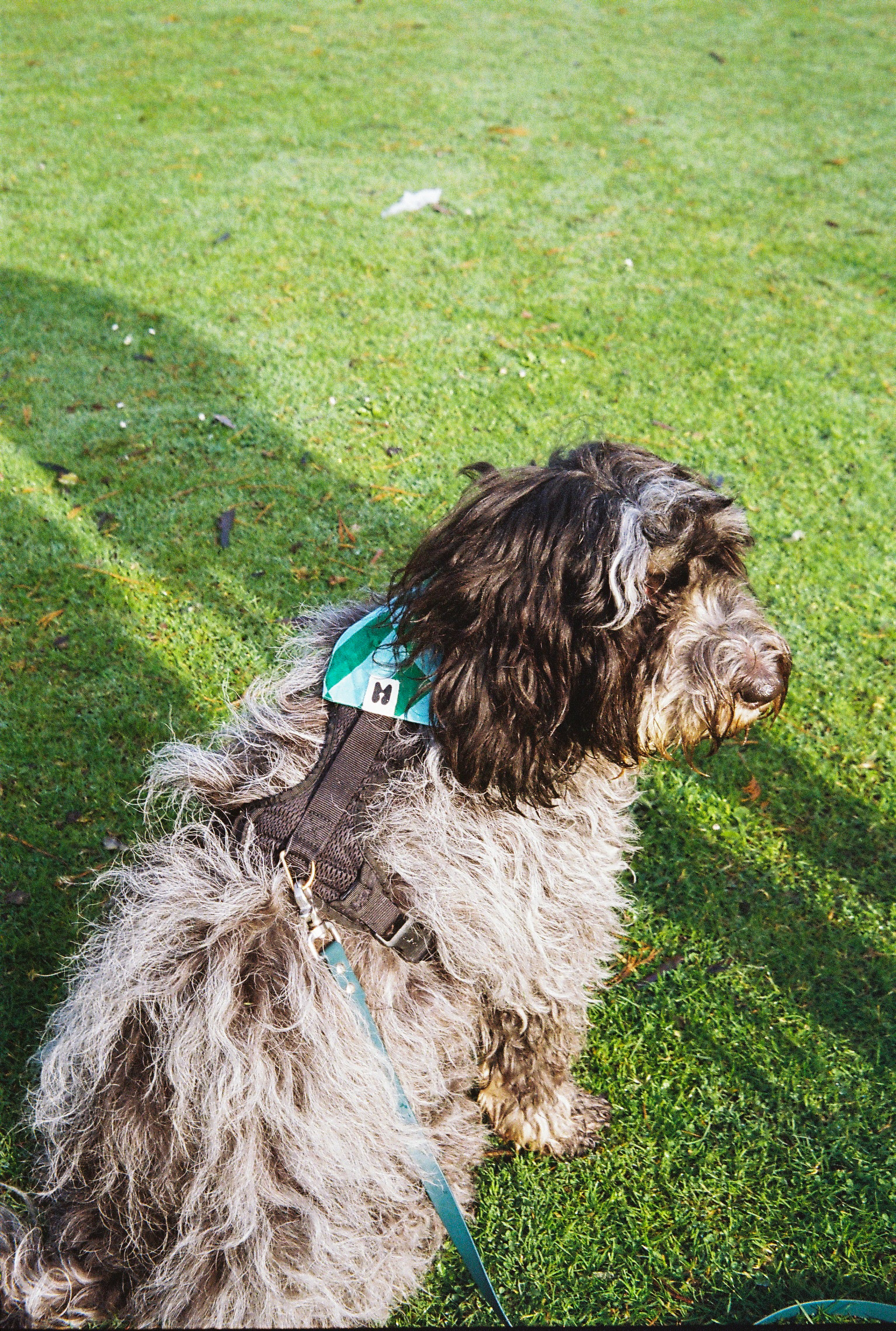 Bandana pour chien - Muzon