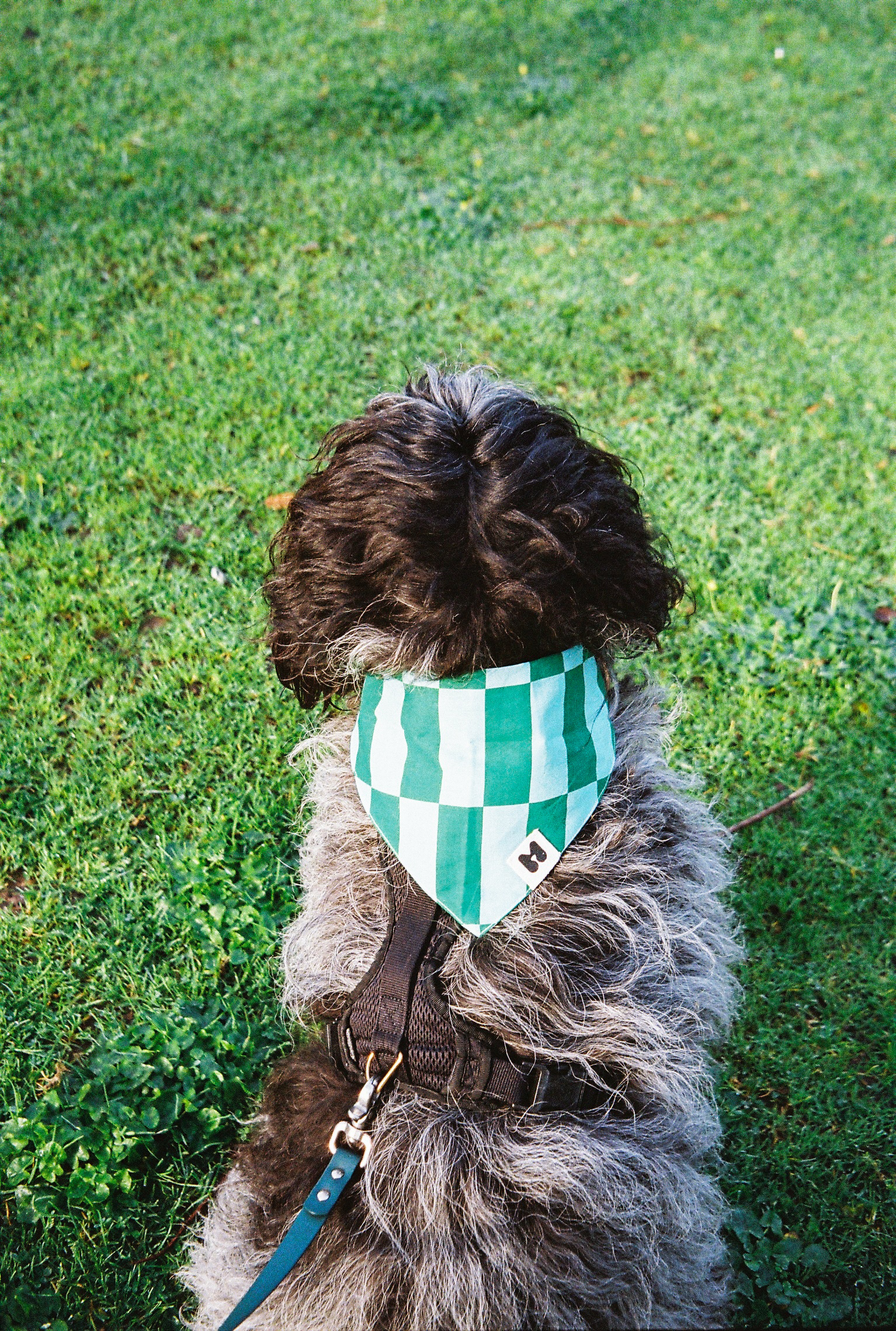 Bandana pour chien - Muzon