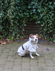 Imperméable pour chien beige Tadazhi, vue 2