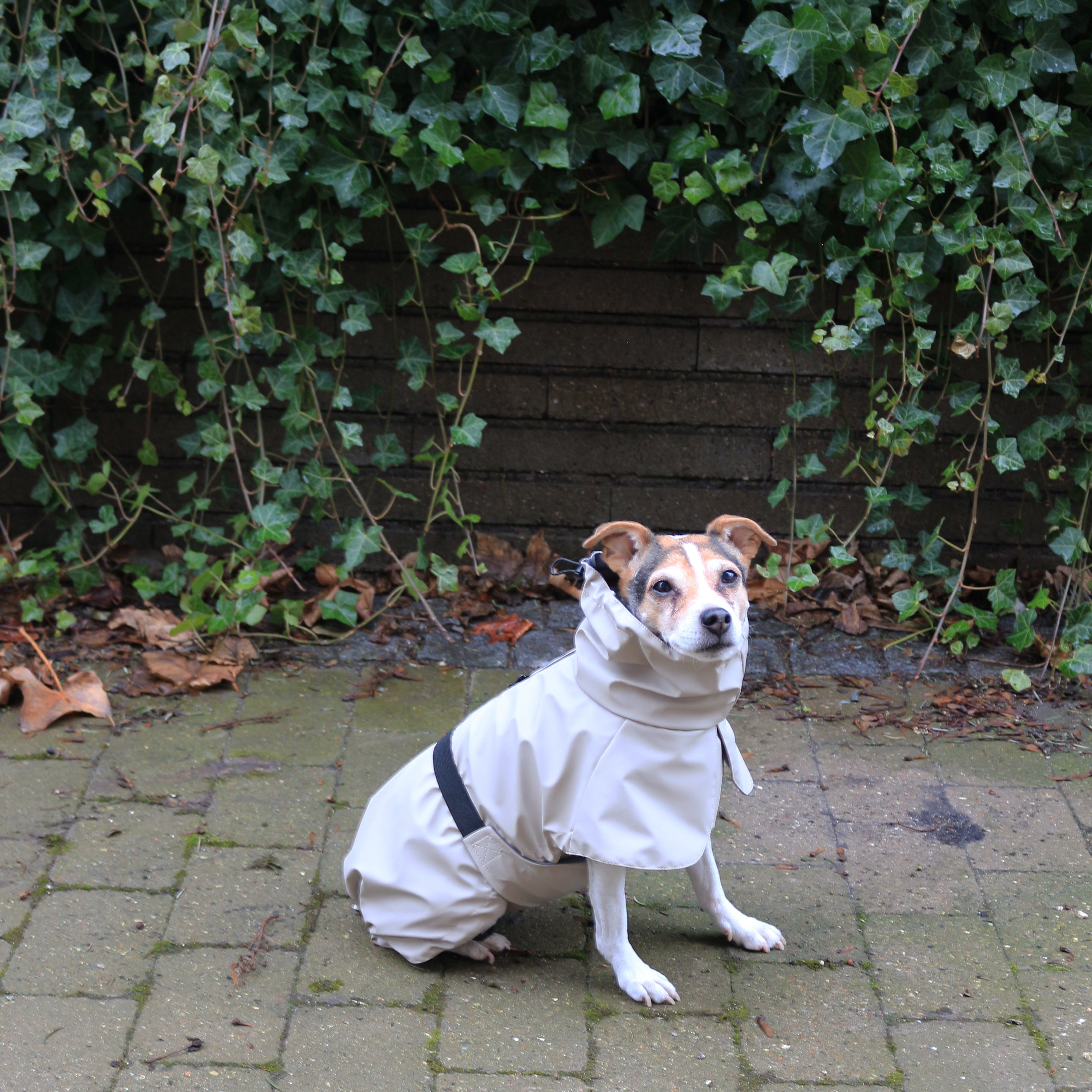 Imperméable pour chien beige Tadazhi, vue 2