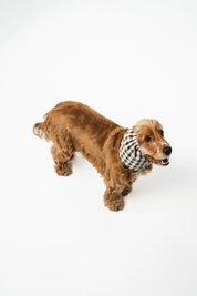 Snood - Summer Barcelona