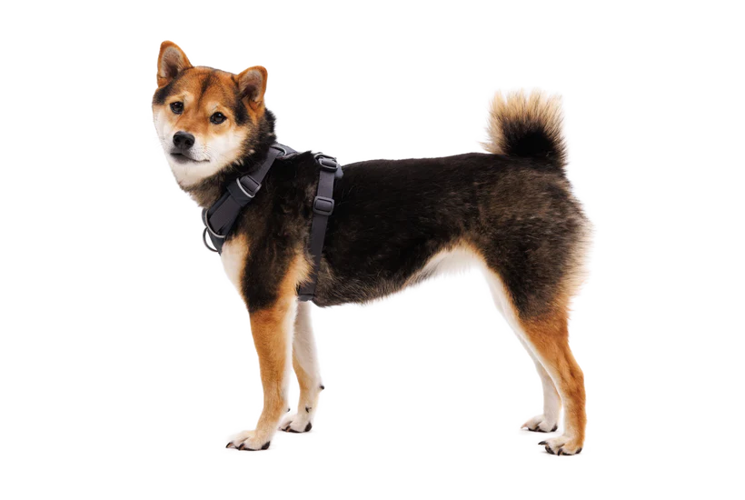 Front-Range-Harness-NoirRuffwear1.png