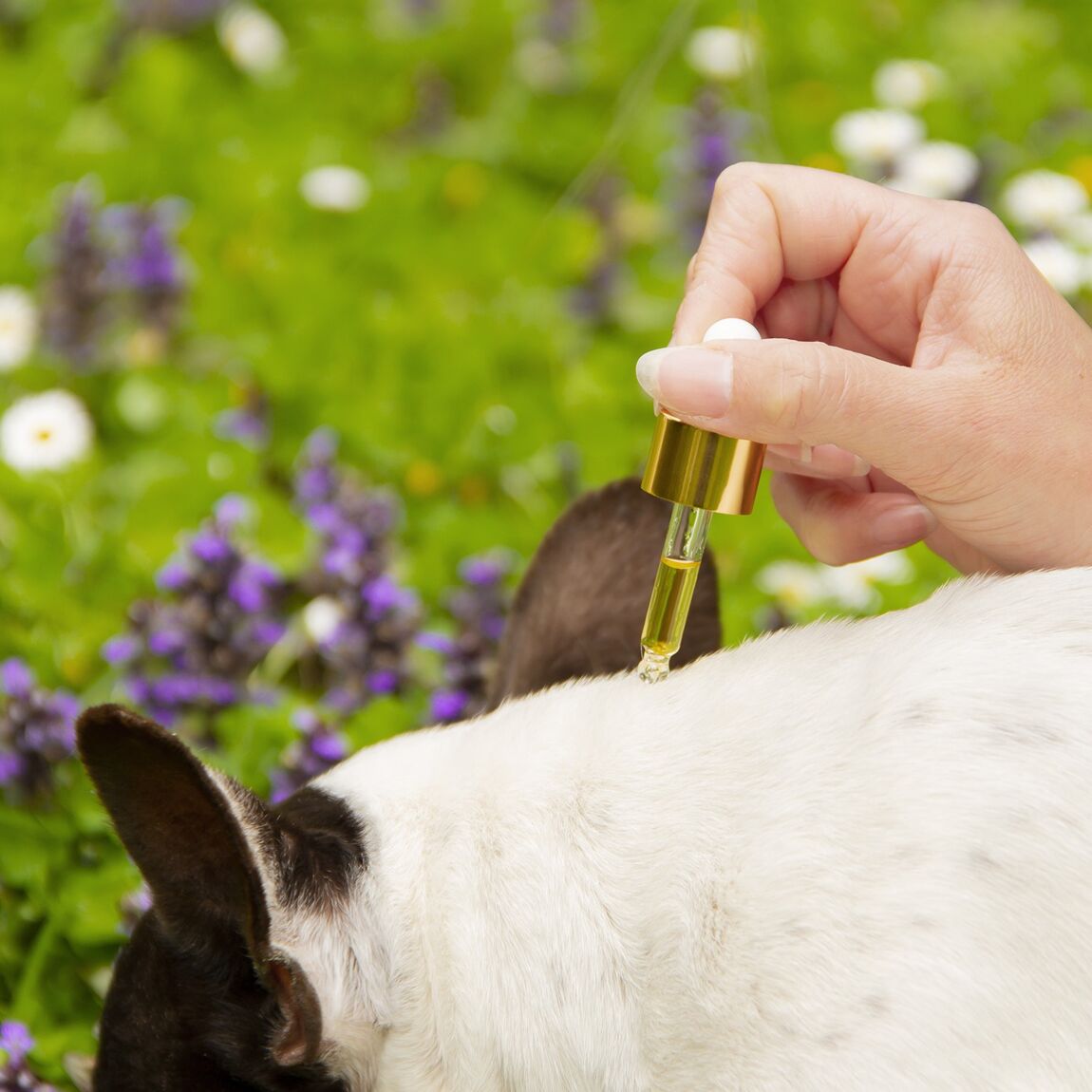 Huile antiparasitaire pour chien