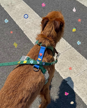 Chien roux vu de dos portant un harnais vert décoré de charms colorés