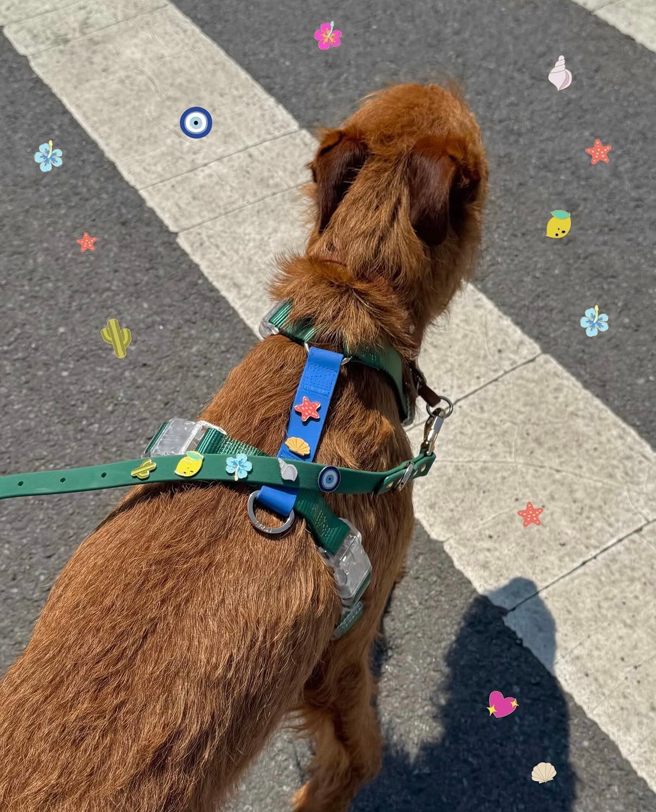 Chien roux vu de dos portant un harnais vert décoré de charms colorés