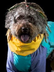 Imperméable pour chien - Rétro