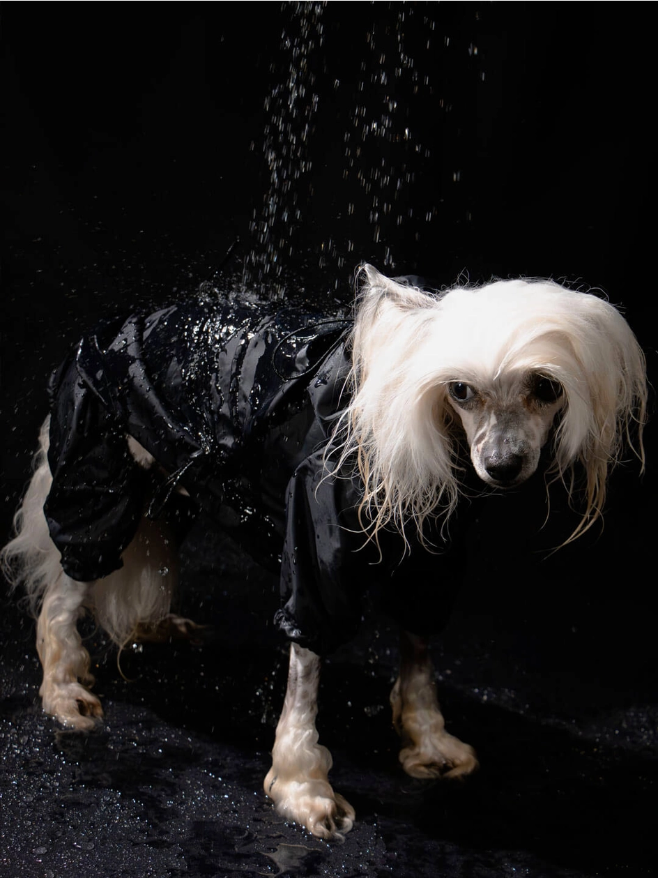 Imperméable pour chien - Noir