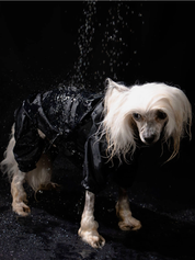 Imperméable pour chien - Noir