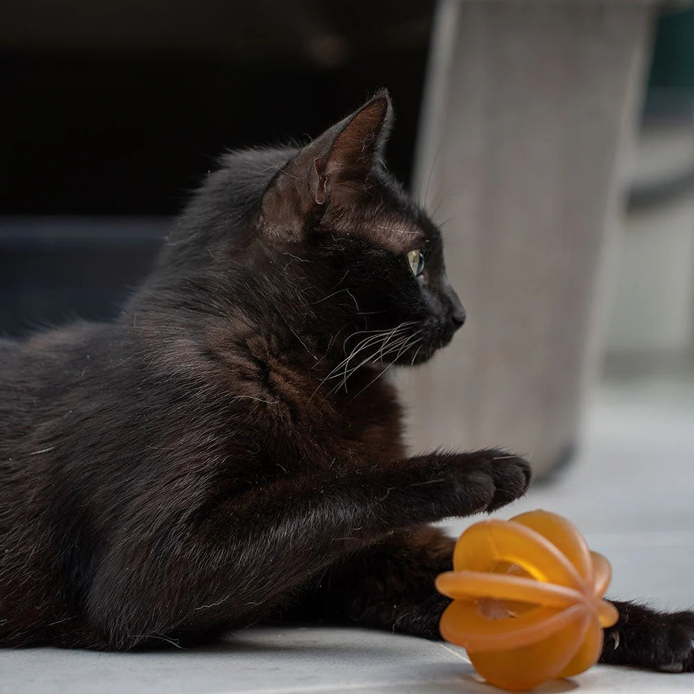 JouetFunnyCatsRetorn3.webp