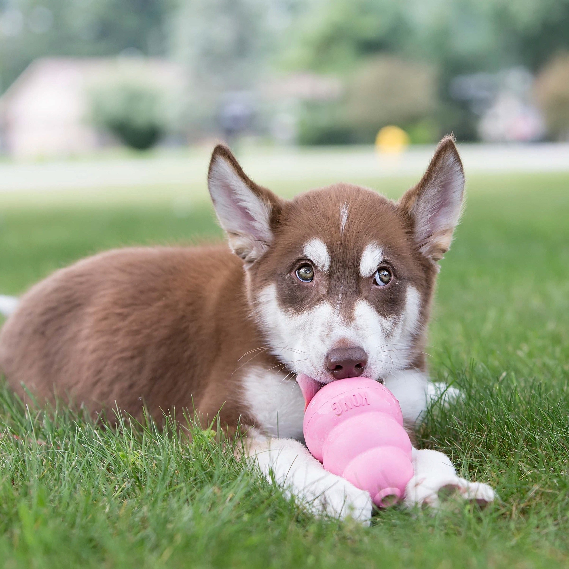 KongPuppy-rose2.jpg