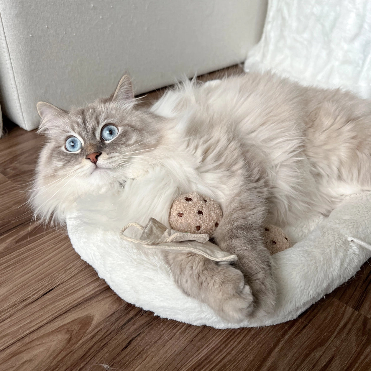 Jouet pour chat - Les cookies