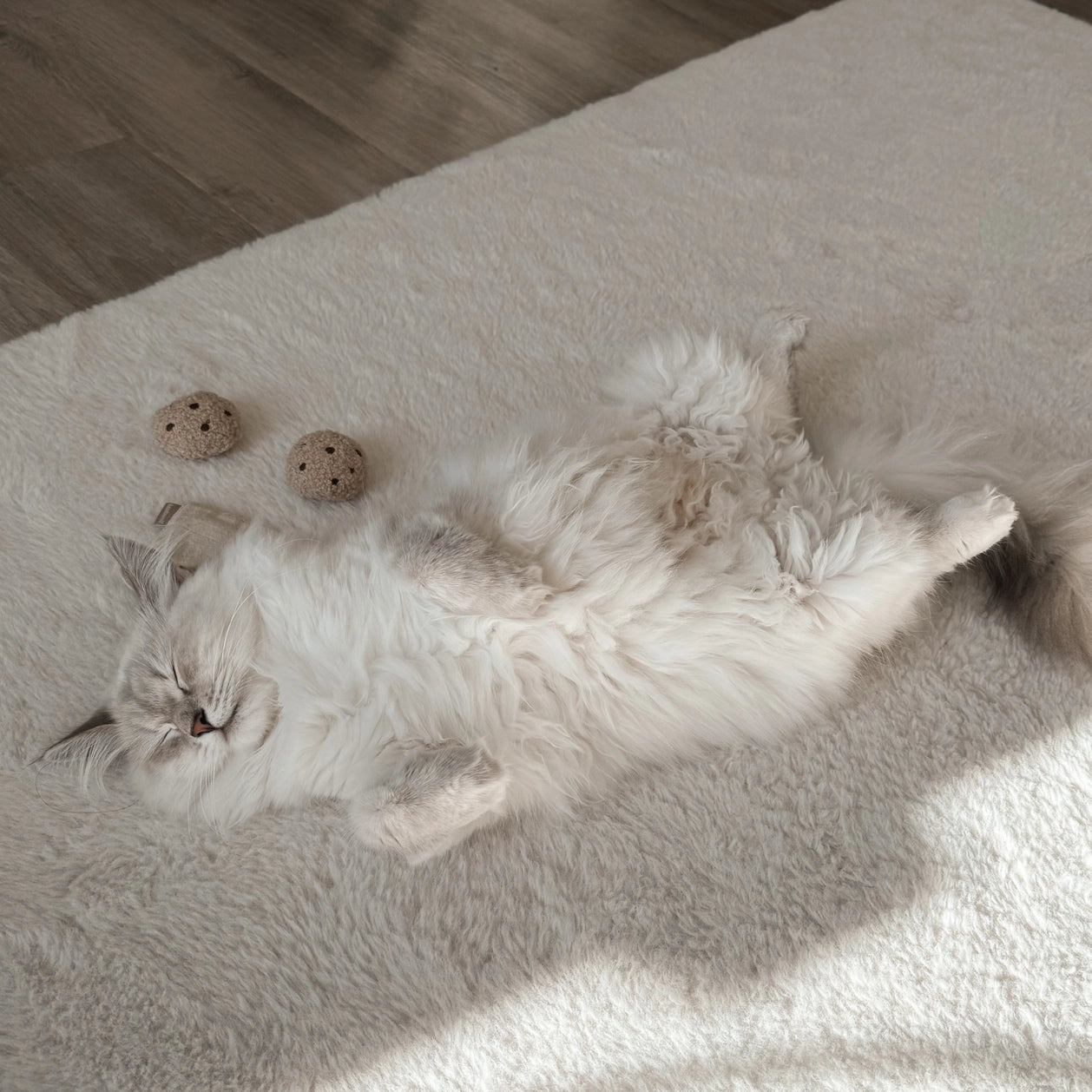 Jouet pour chat - Les cookies