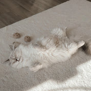 Jouet pour chat - Les cookies