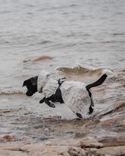 Imperméable réfléchissant pour chien - Noir et blanc tacheté