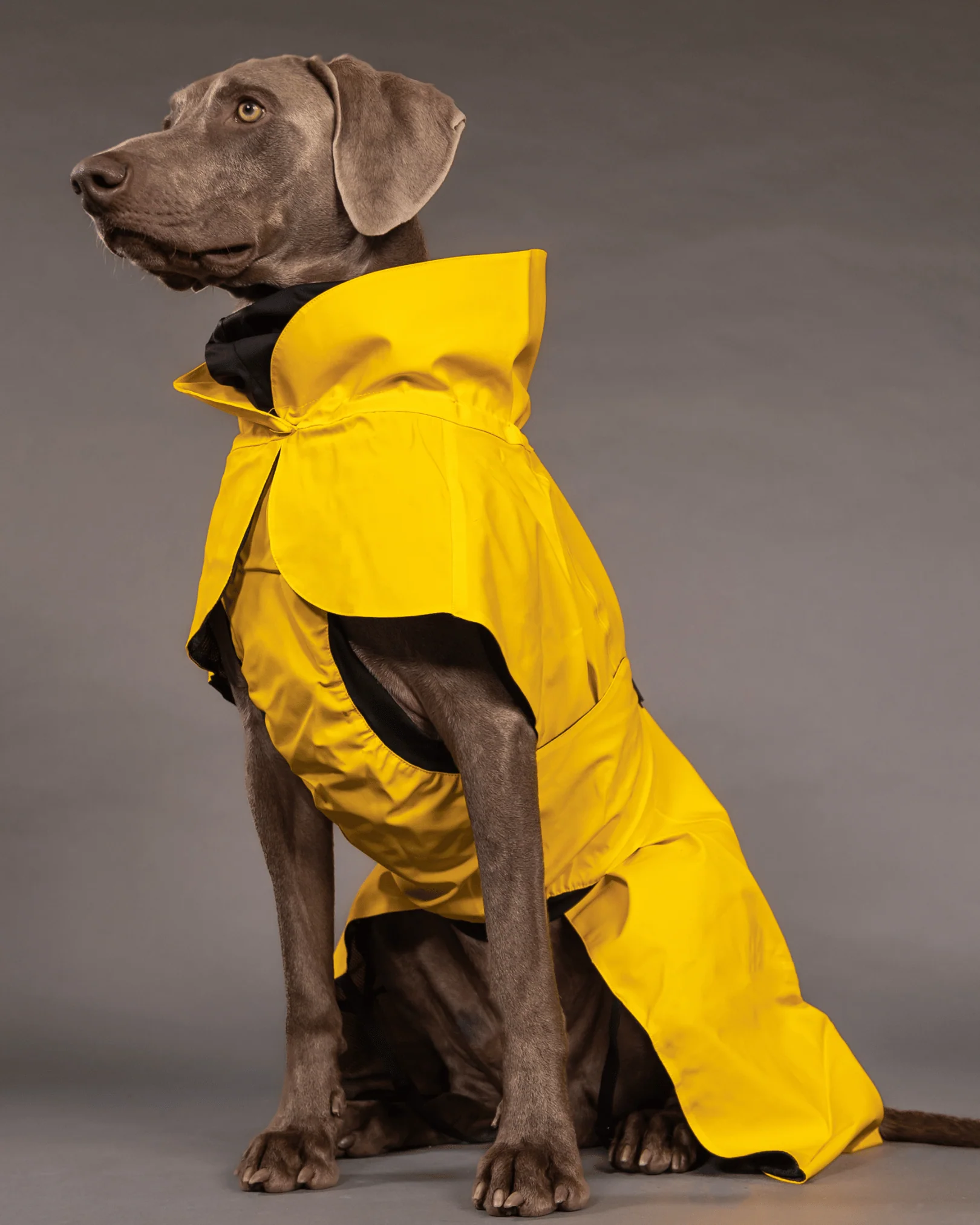 Imperméable réfléchissant pour chien - Jaune
