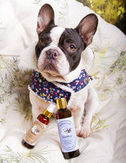 Lotion apaisante pour chien