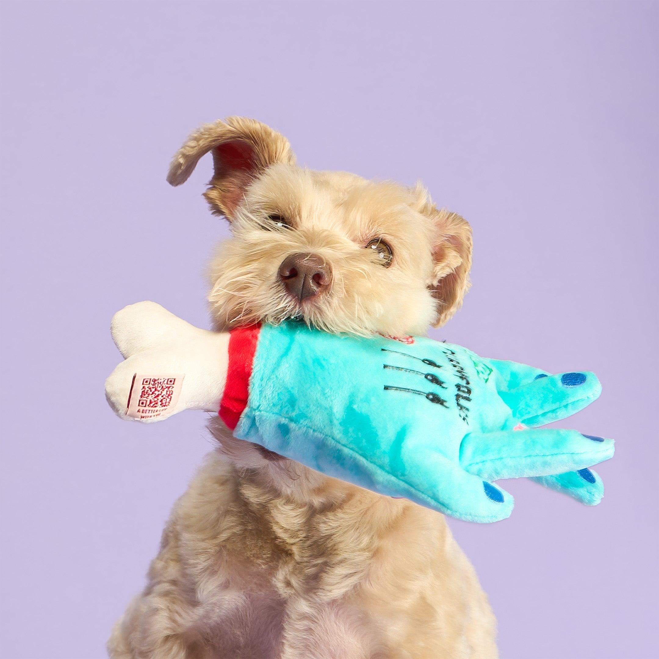 Petit chien qui tient la main turquoise en peluche dans sa gueule