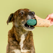 Chien bringé qui croque le cornichon en peluche tenu à la main