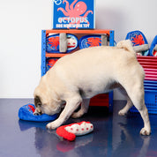 Carlin beige qui renifle le jouet de fouille La conserve Poulpe